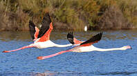 Flamant rose