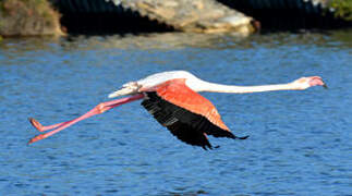 Greater Flamingo