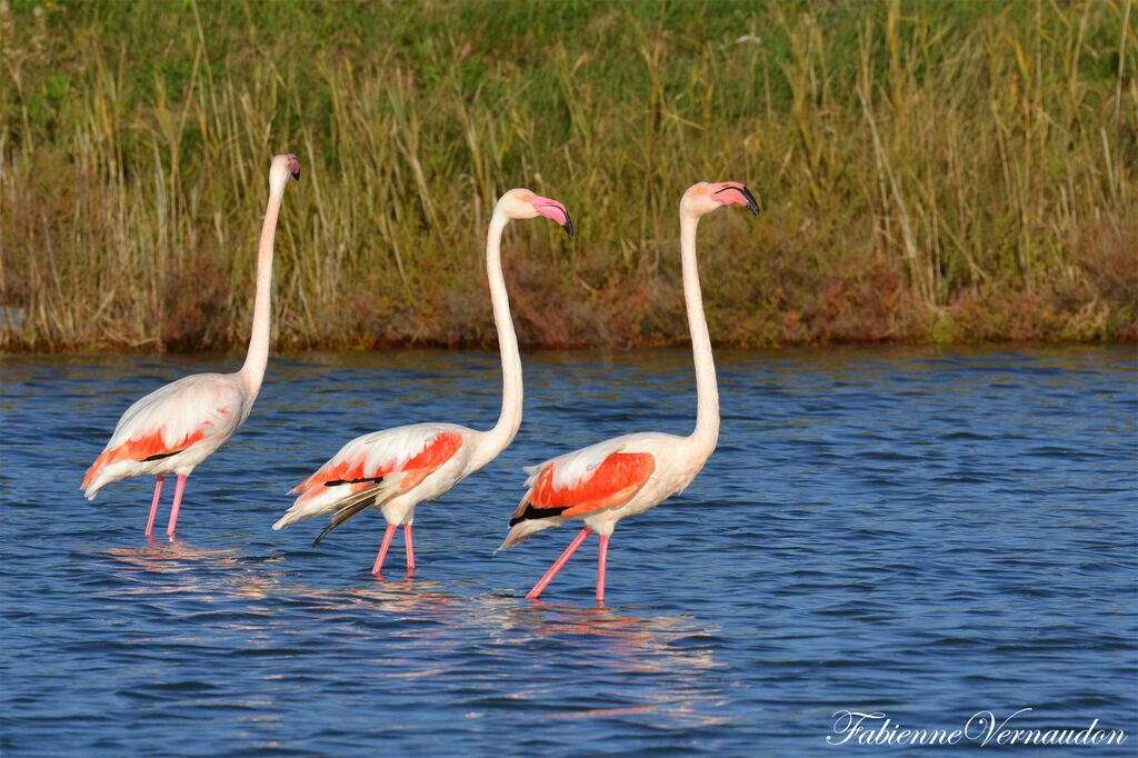 Greater Flamingo