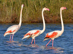 Greater Flamingo