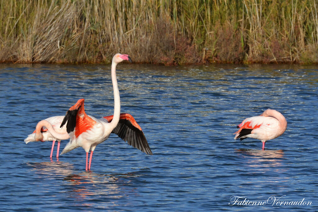 Flamant rose