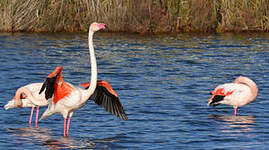 Flamant rose