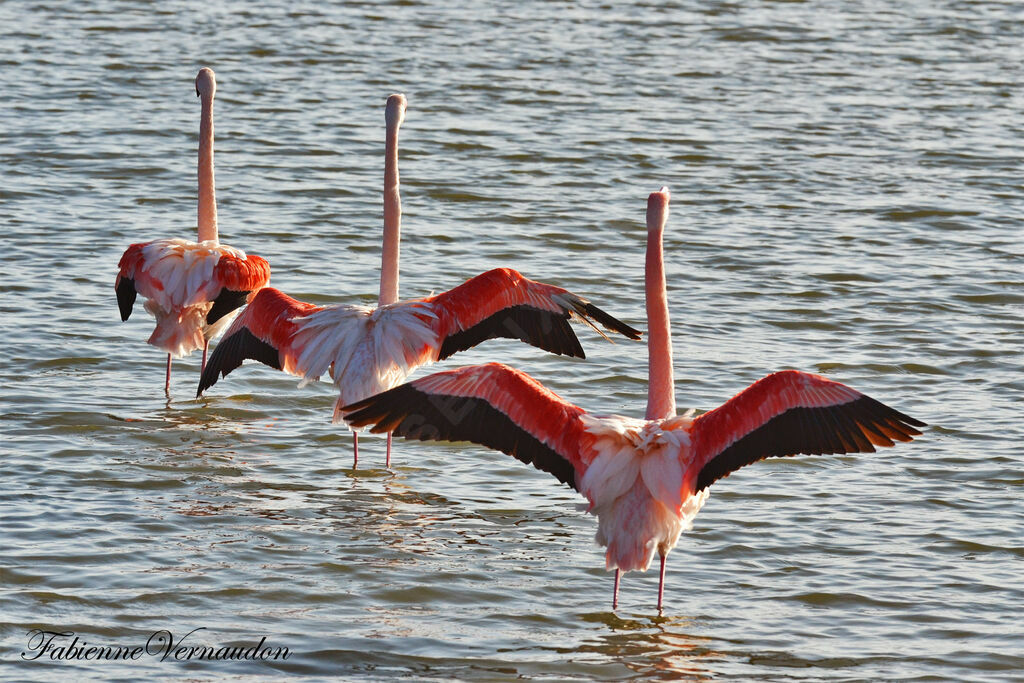 Flamant rose