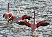 Flamant rose