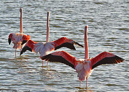 Greater Flamingo