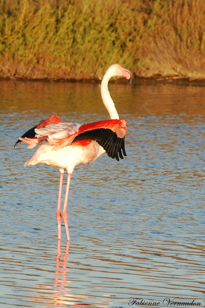 Greater Flamingo