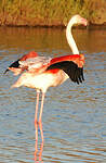 Flamant rose