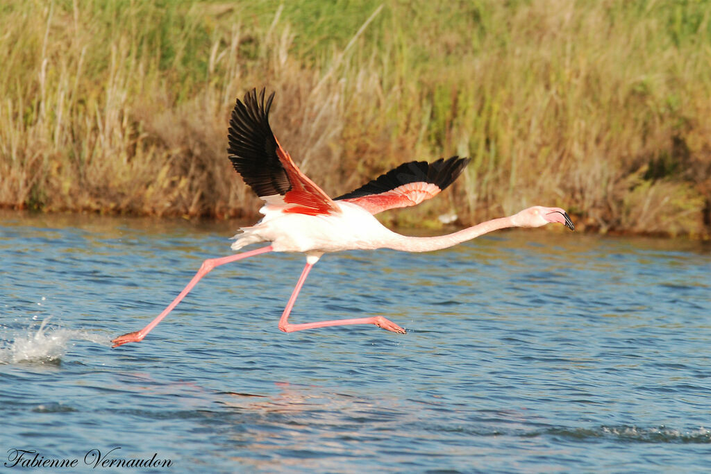 Greater Flamingo, Flight