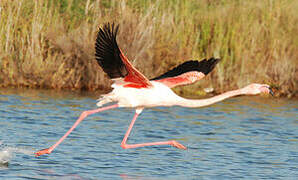 Greater Flamingo