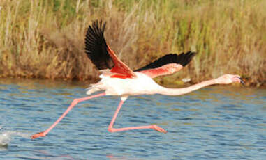 Flamant rose