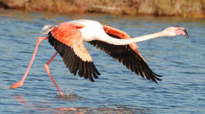 Flamant rose