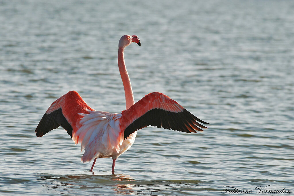 Flamant rose