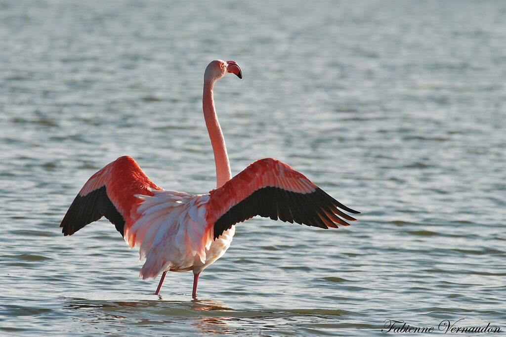 Greater Flamingo