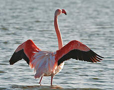 Greater Flamingo