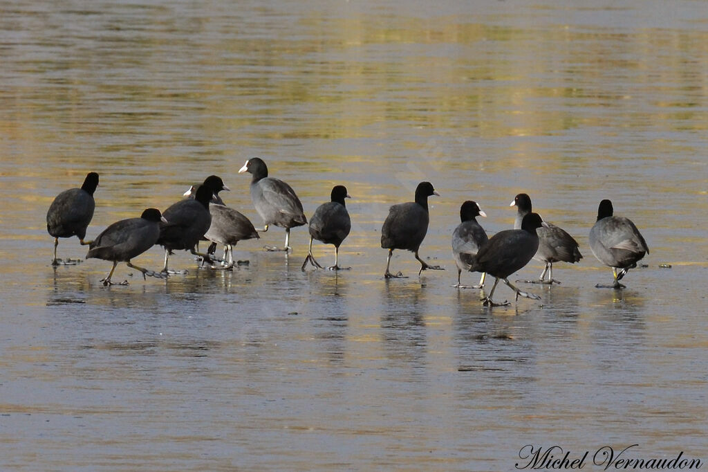 Eurasian Coot