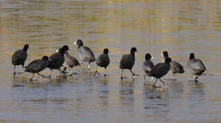 Eurasian Coot