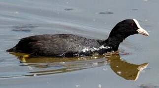 Eurasian Coot