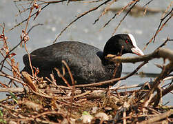 Eurasian Coot