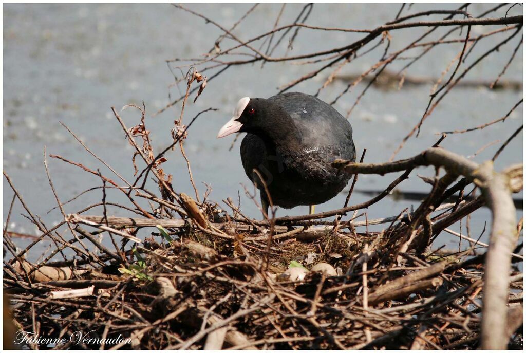 Eurasian Cootadult, Reproduction-nesting