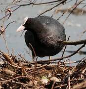 Eurasian Coot