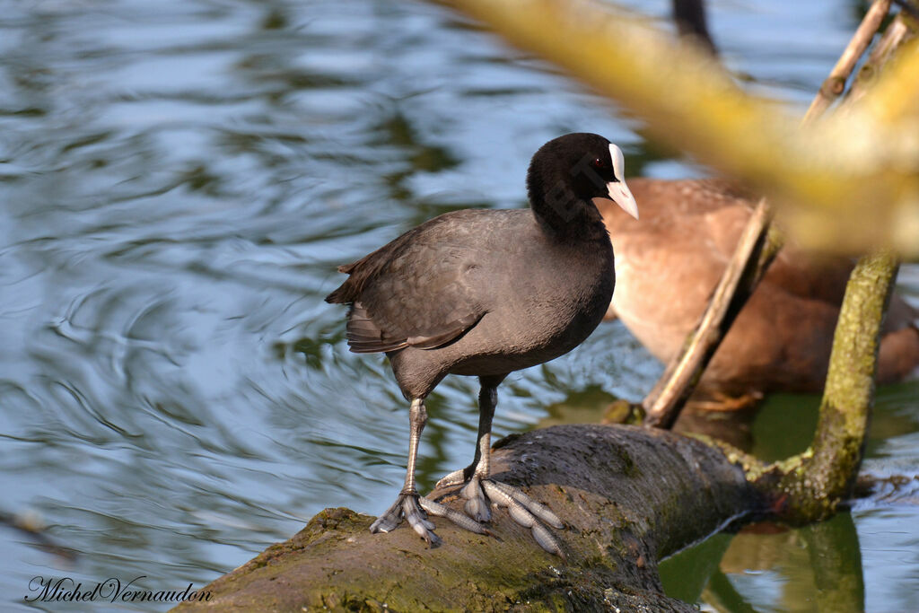 Eurasian Cootadult