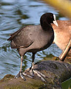 Eurasian Coot