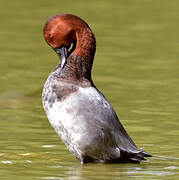 Common Pochard