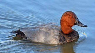 Common Pochard