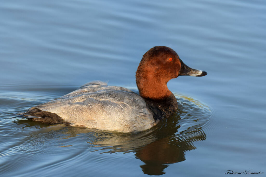 Common Pochard