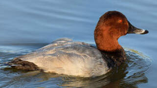 Common Pochard