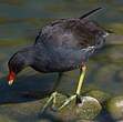 Gallinule poule-d'eau