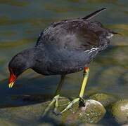 Common Moorhen