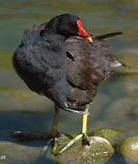 Common Moorhen