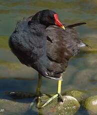 Gallinule poule-d'eau