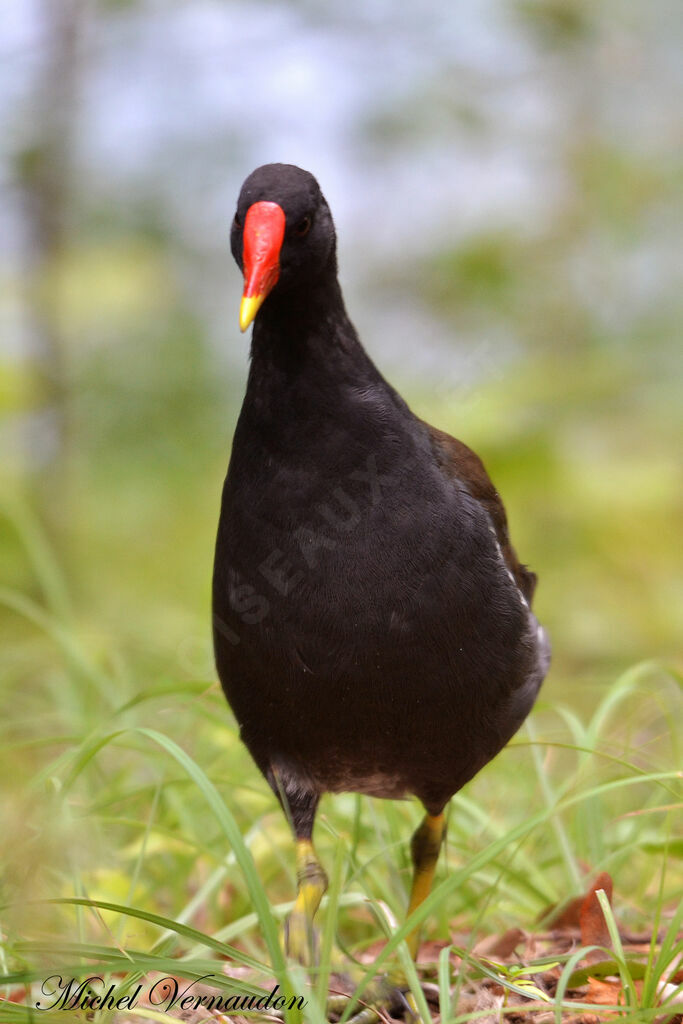 Gallinule poule-d'eau