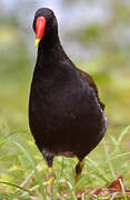 Gallinule poule-d'eau