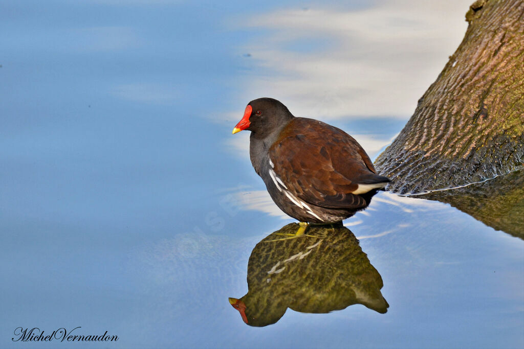 Gallinule poule-d'eauadulte