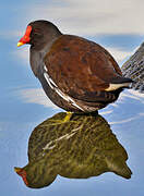 Common Moorhen