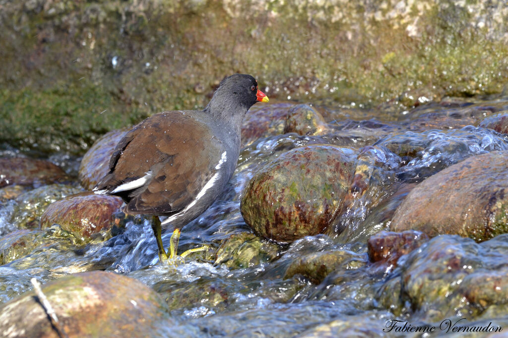 Gallinule poule-d'eauadulte