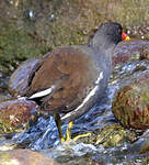 Gallinule poule-d'eau