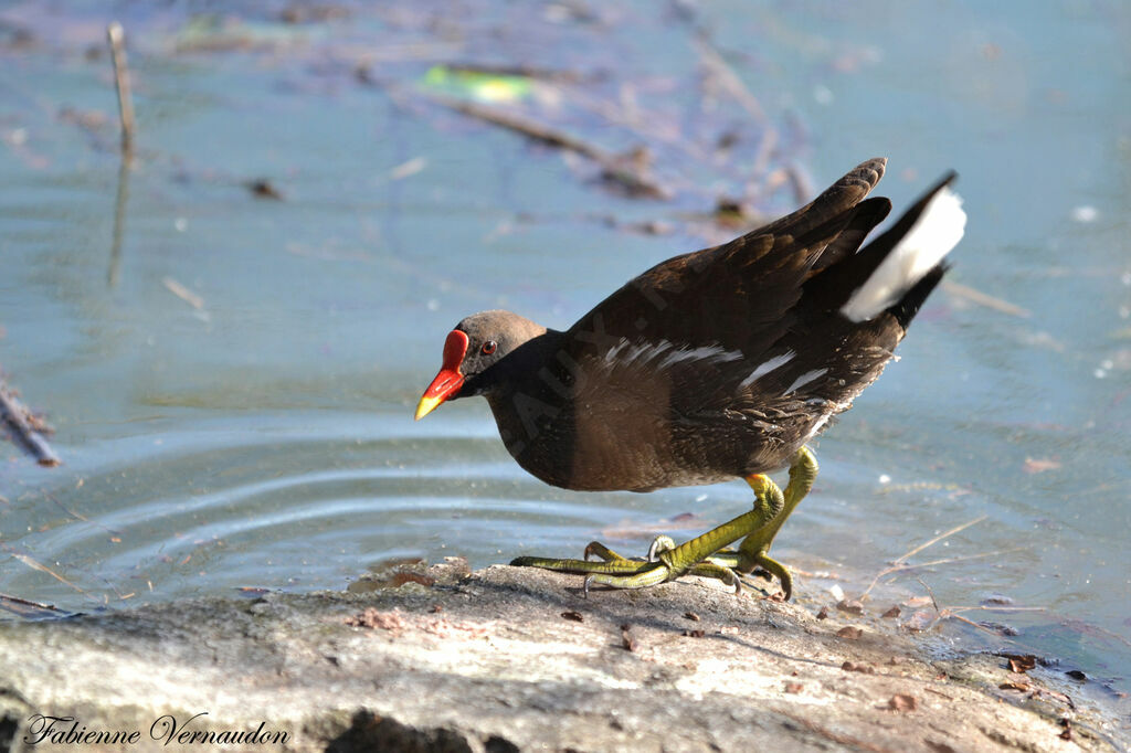 Gallinule poule-d'eauadulte