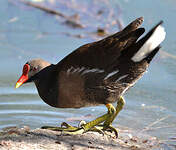 Gallinule poule-d'eau