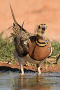 Pin-tailed Sandgrouse