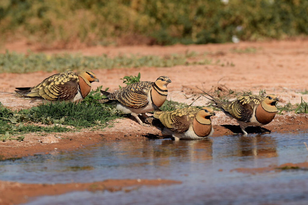 Pin-tailed Sandgrouse