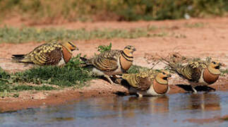 Pin-tailed Sandgrouse