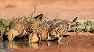 Pin-tailed Sandgrouse