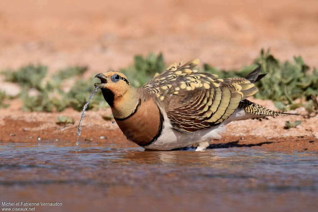 Pin-tailed Sandgrouse male adult, drinks