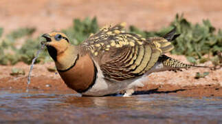 Pin-tailed Sandgrouse