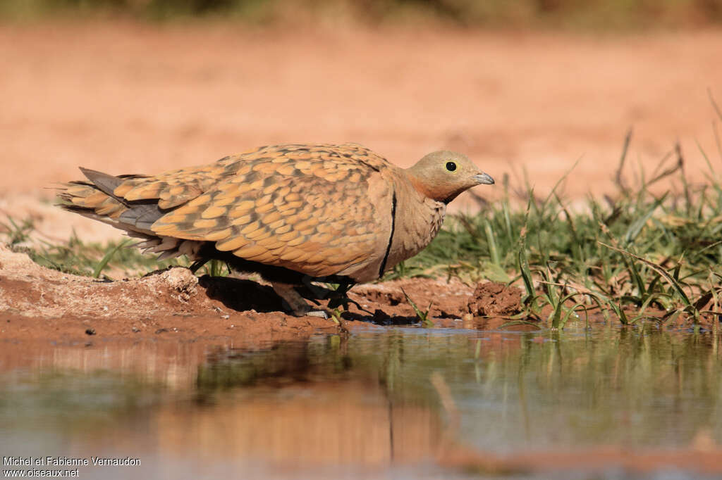 Black-bellied Sandgrouse male