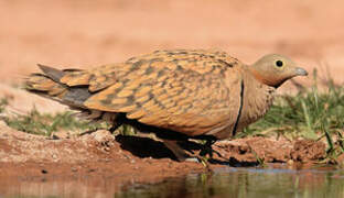 Black-bellied Sandgrouse